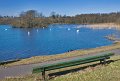 11. Swans on Hollywood lake